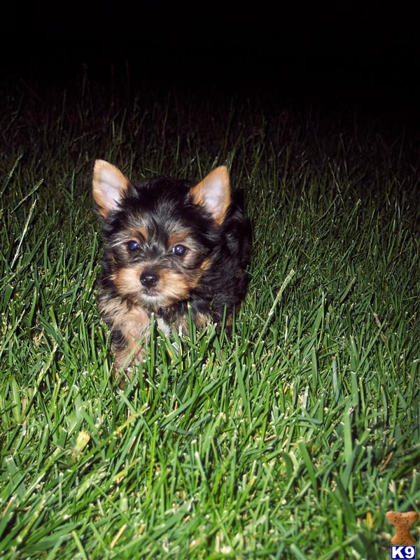 Puppies in Perris